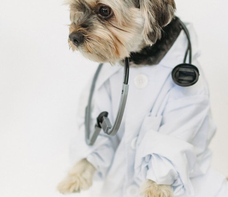 Australia is facing a serious vet shortage, amid a pandemic pet boom.