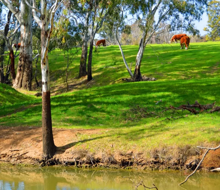 Rural medical schools and regional placements helping address doctor shortages in country Australia