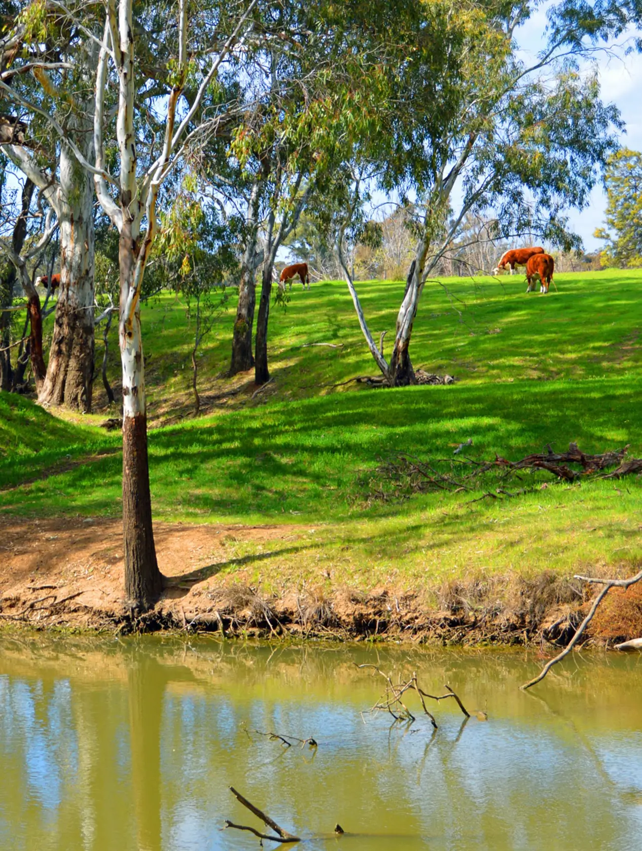 rural-scene-ausralia